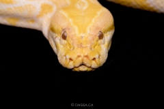 serpentsanctuary-1016-2